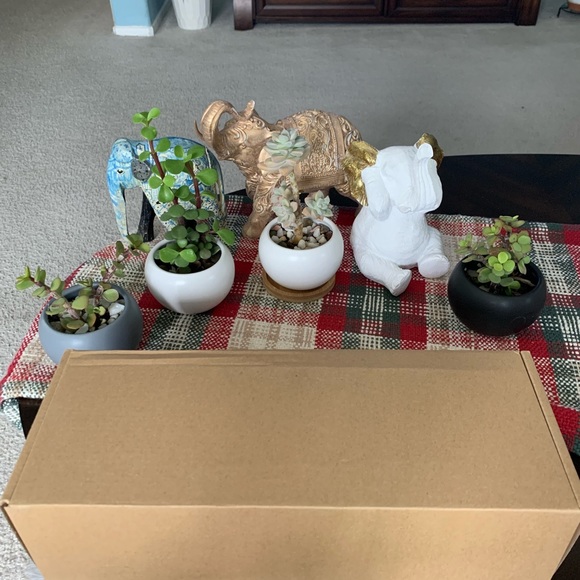 Ceramics flower pots🌵🌼🌺 - Picture 4 of 7